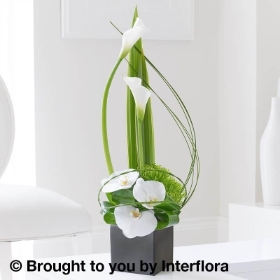 Cool Calla Lily & Orchid Swirl Arrangement